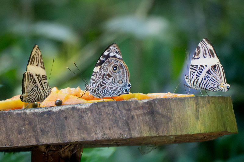 10_Dirce Beauty (both ends)Blomfild&#39;s Beauty