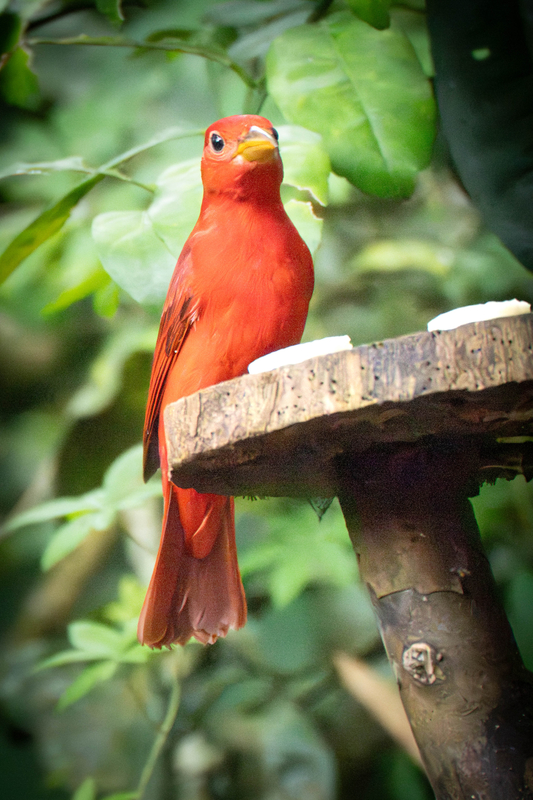 10_Scarlet Tanager