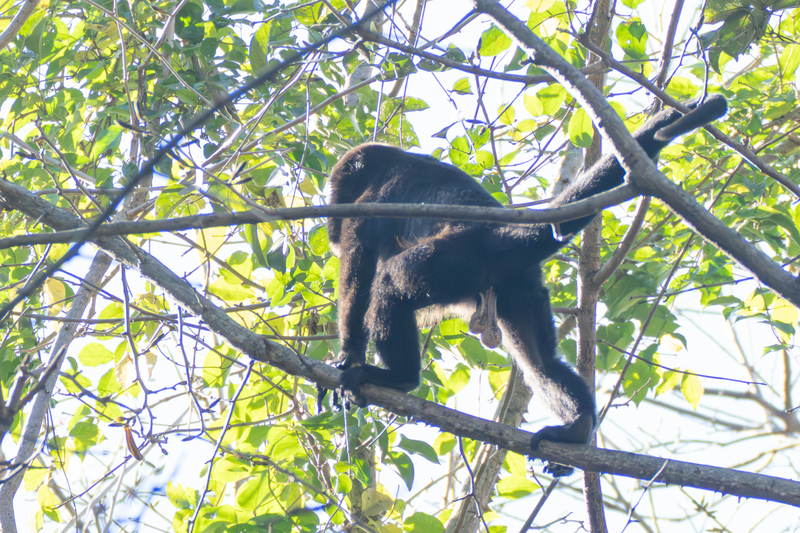 Howler Monkey