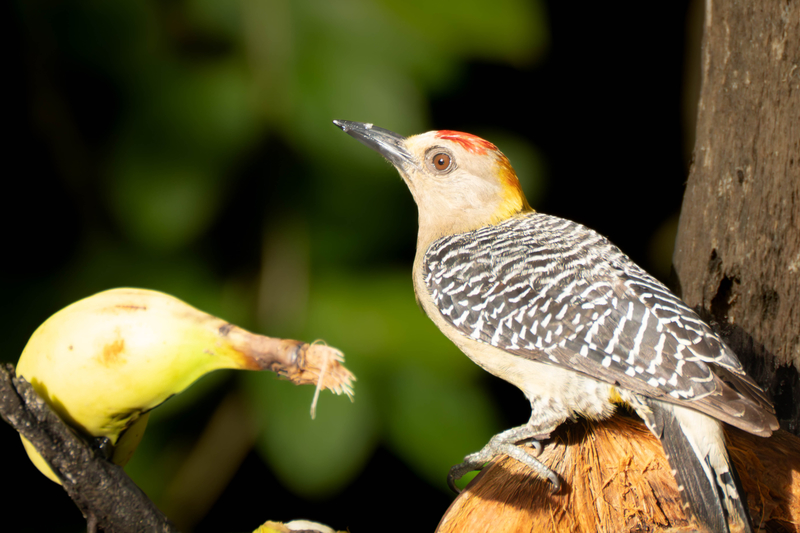 Red-Crowned Woodpecker