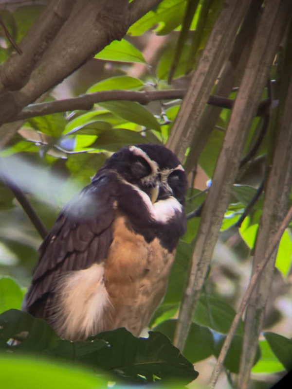 Spectacled Owl