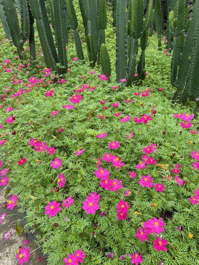 Cosmos & Cactus