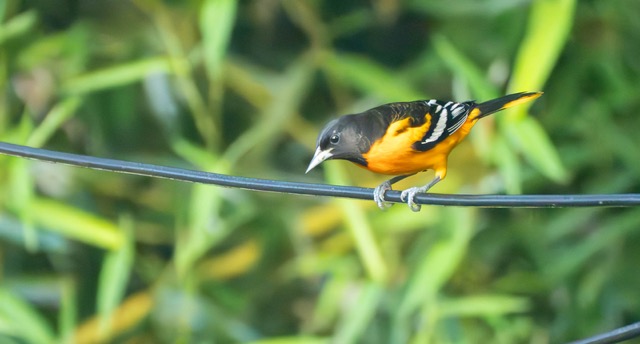 Baltimore Oriole