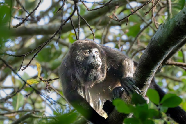 Congo Monkey