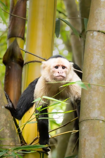 Fretfull White-Faced Monkey