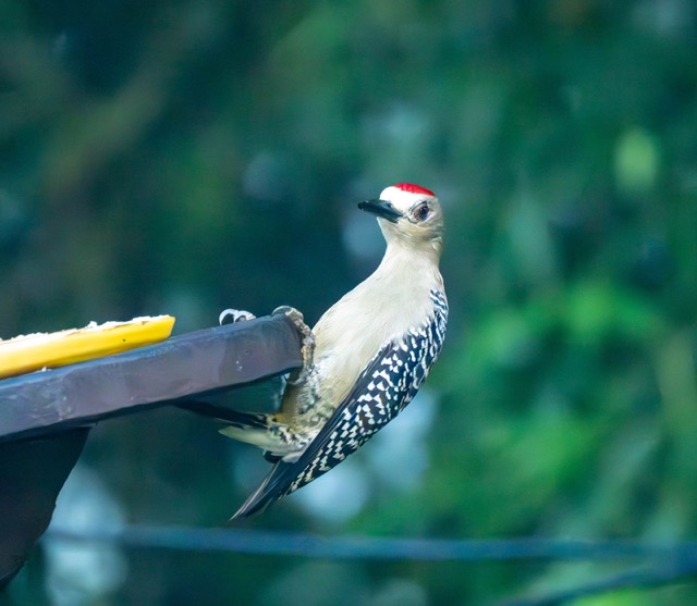 Hofmann's Woodpecker