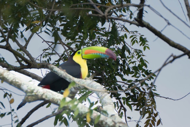 Keel-Billed Toucan