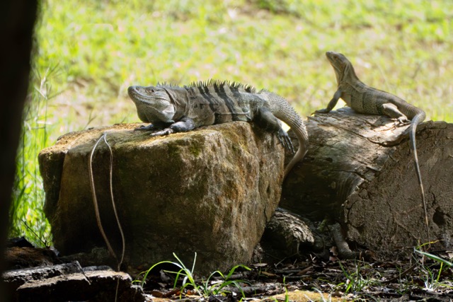 Another Iguana Pic