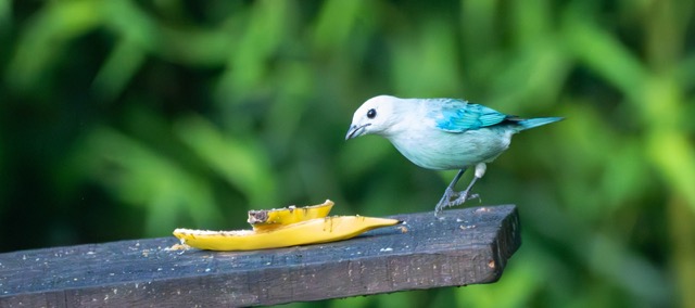 Blue-Gray Tanager