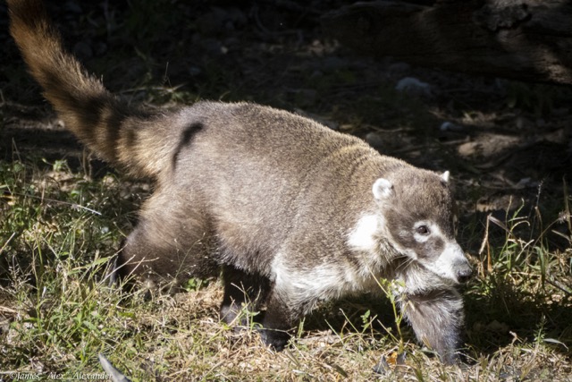 Coatimundi 2