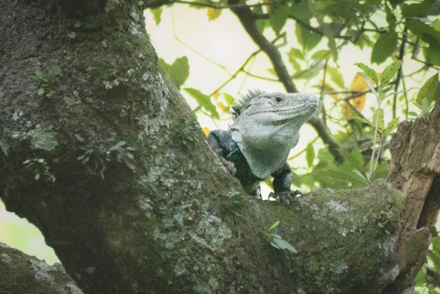 Iguana in Tree