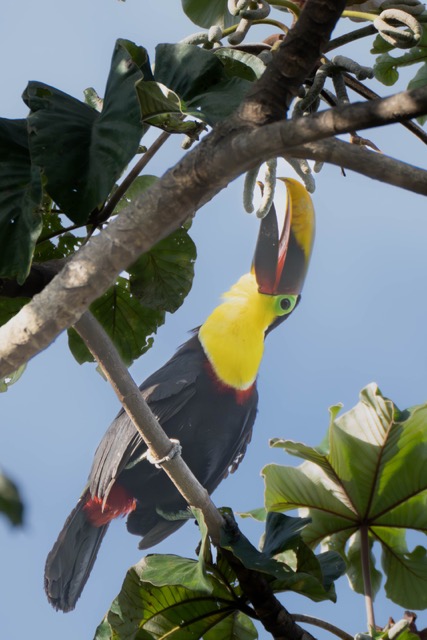 Keel-Billed Toucan Looking Up