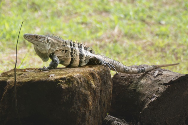 Male Black Iguana