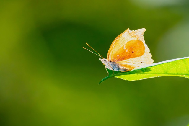 Orange Banner Butterfly