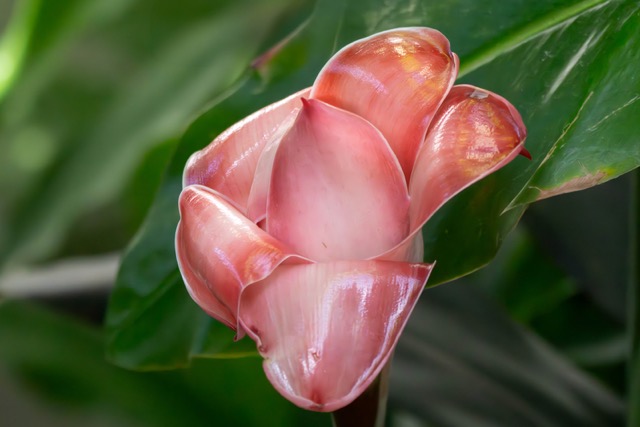 Torch Ginger 2