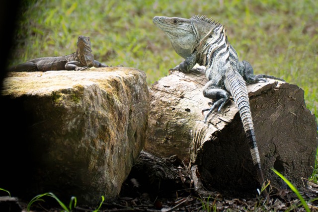 Two Iguanas