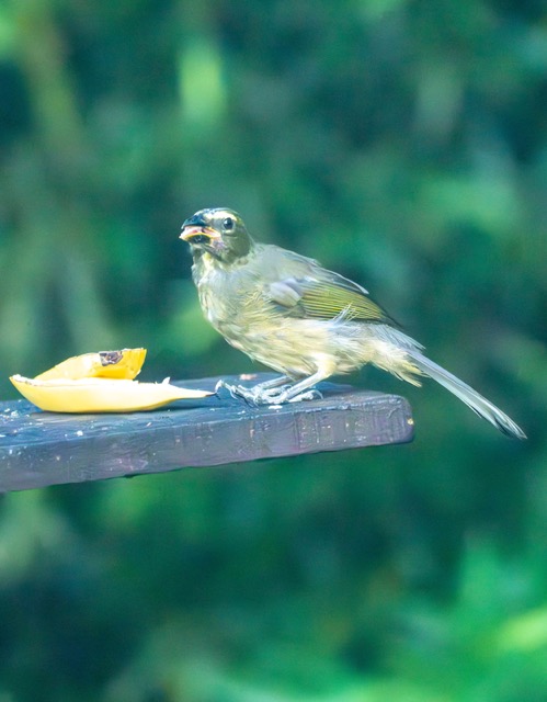 Cinnamon-Belied Saltator