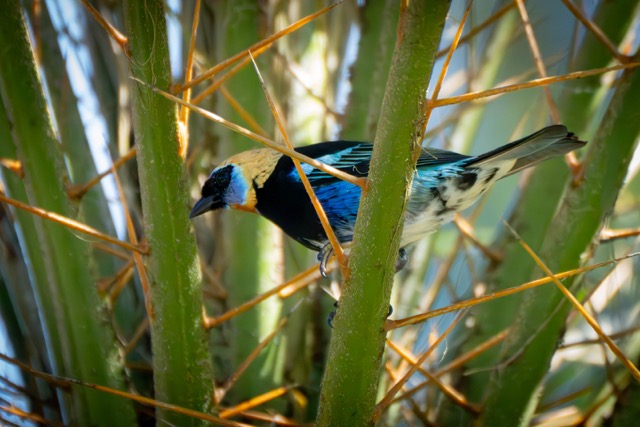 Golden-Hooded Tanager