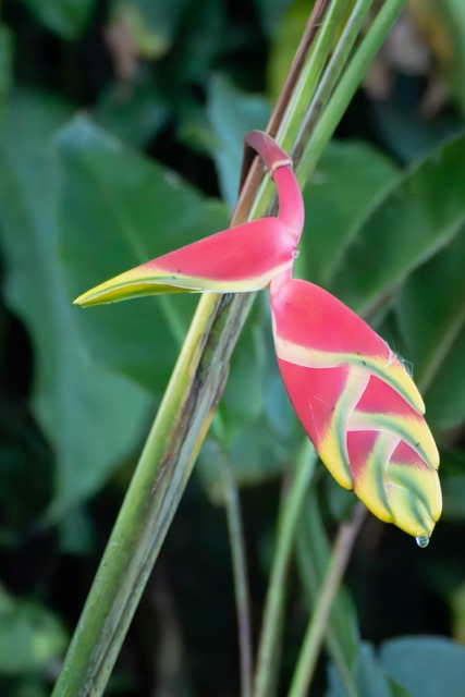 Heliconia
