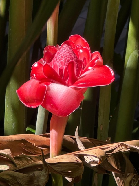 Jan's Torch Ginger