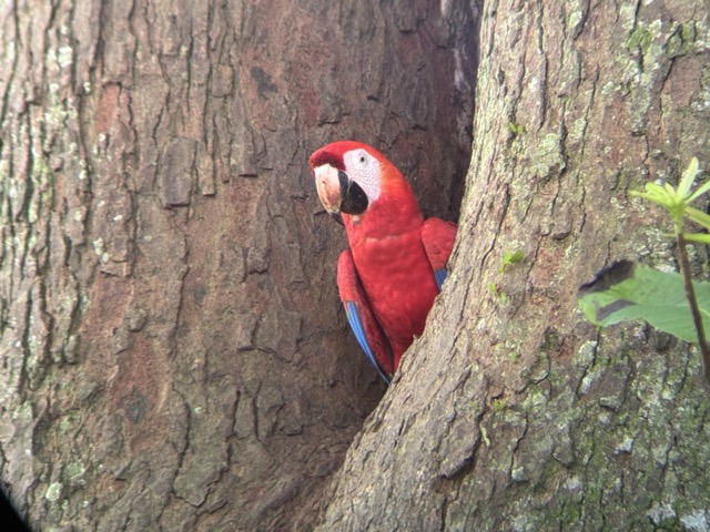 Scarlet Macaw Carara