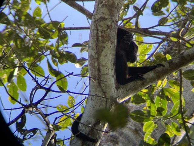 Spider Monkey Carara