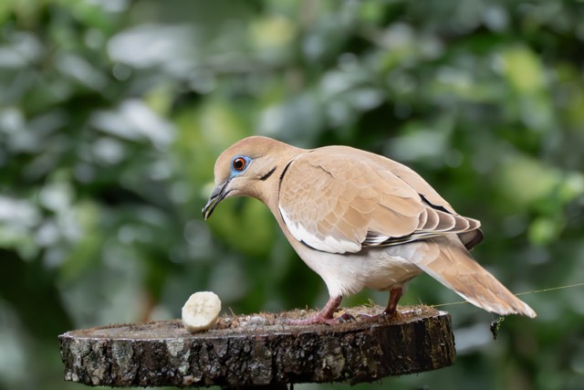 White-Winged Dove
