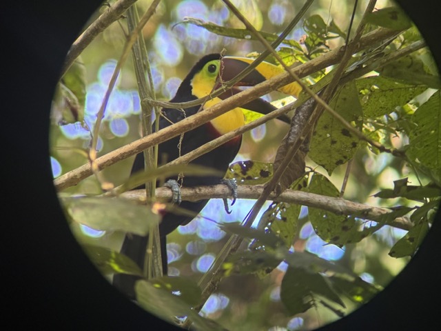 Yellow-Throated Toucan Carara