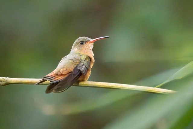 Cinnamon Hummingbird