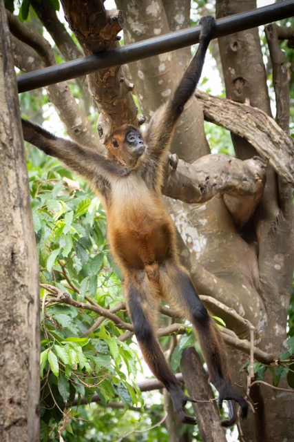 Hanging Monkey