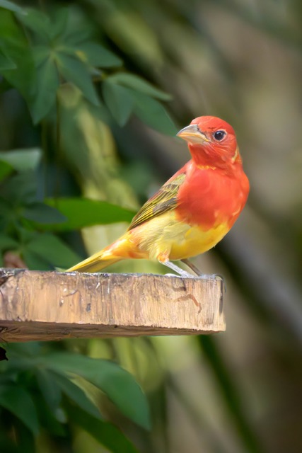 Immature Male Summer Tanager