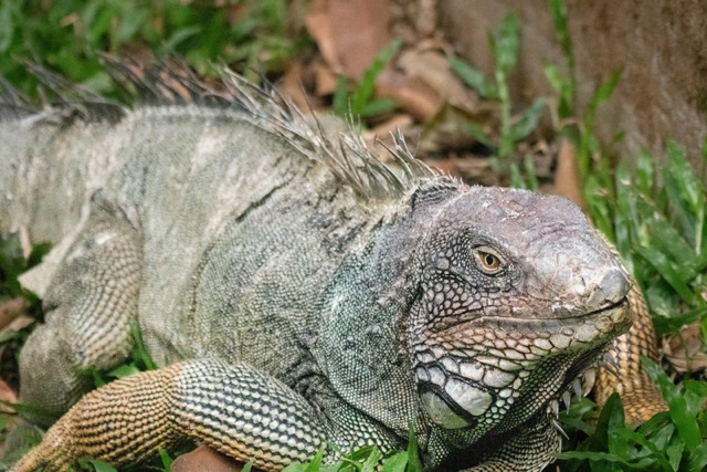 One Big Lizard!