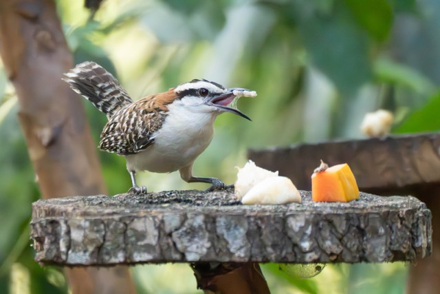 Rufous-Backed Wren