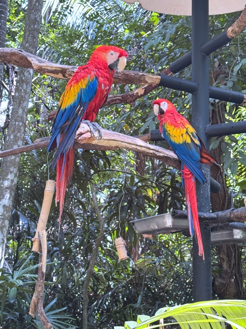 Scarlett Macaws