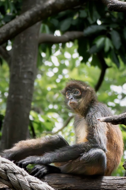 Sitting Monkey