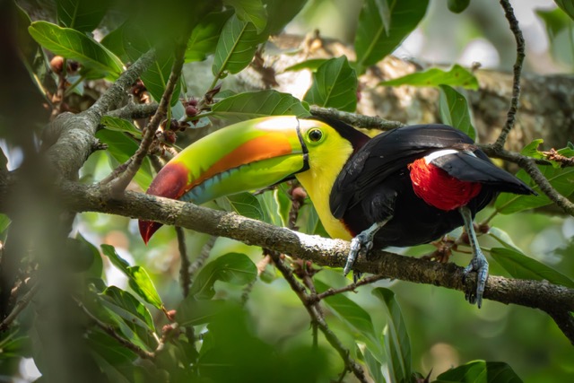 Toucan Butt Shot #2