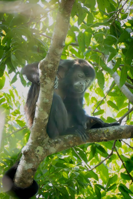 Watching Congo