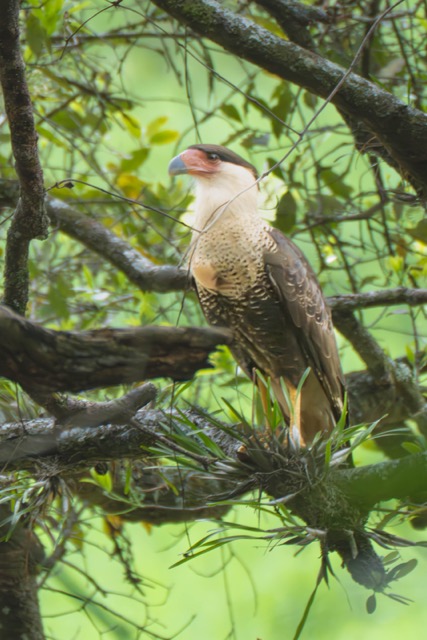 Crersted Caracara