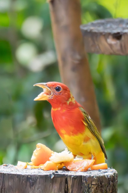 Immature Male Tananger