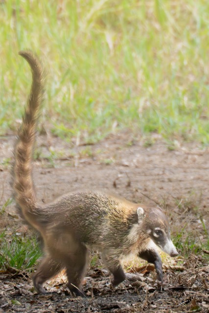 Tails Up