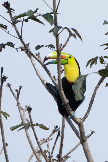 Toucan in Tree