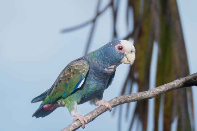 White-Crowned Parrot