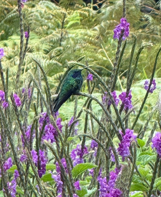 Bird in Flowers