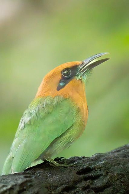 Broad-Billed MotMot