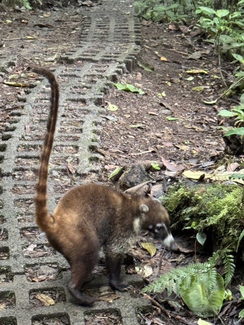 Coati on Trail