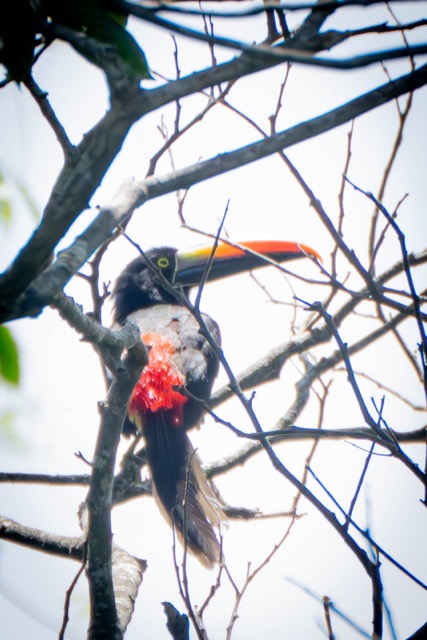 Fiery-Billed Aracari