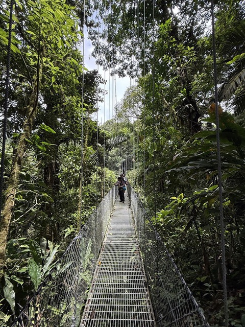 Hanging Bridge