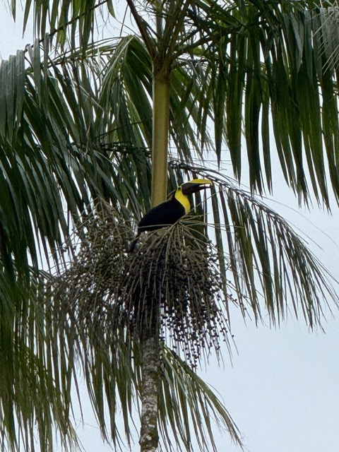 Keel-Billed Toucan in Palm