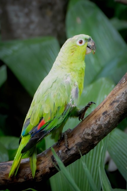 Mealy AmazonParrot