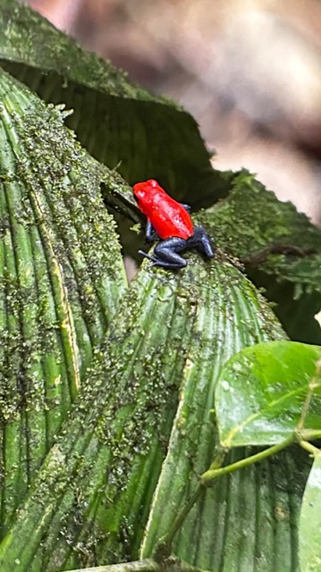 Poison Dart Frog